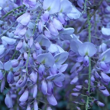La Casa Nel Bosco Mergozzo