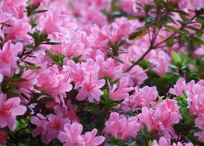 La Casa Nel Bosco Mergozzo